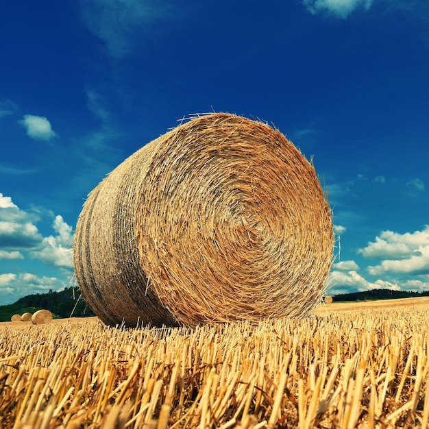 Bel paysage d'été. Champ agricole. Des faisceaux ronds d'herbe sèche dans le champ avec un ciel bleu et le soleil. Balle de foin - tas de foin.