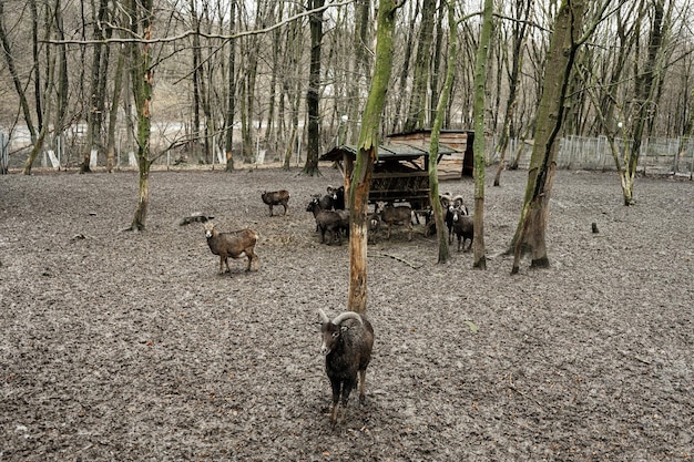 Bélier de moutons de montagne dans une ferme de zoo pour enfants