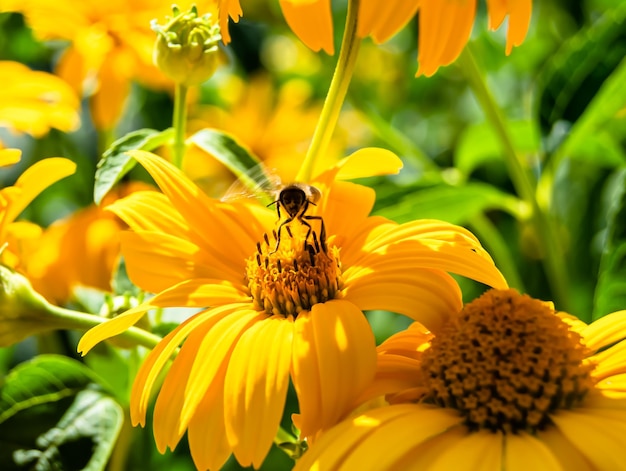 Une belle abeille ailée de fleur sauvage sur un pré de feuillage en arrière-plan