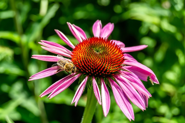 Belle abeille ailée de fleurs sauvages sur la photo de prairie de feuillage de fond composée d'une abeille de fleurs sauvages vole lentement vers une prairie d'herbe et collecte du nectar pour le miel d'abeille de fleurs sauvages dans la campagne d'une prairie d'herbes aromatiques