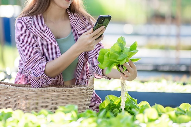 Belle agricultrice vérifiant la qualité et la quantité de légumes hydroponiques biologiques