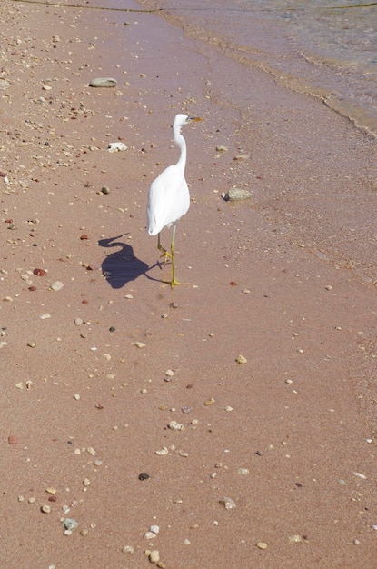 Belle aigrette blanche marchant le long de la plage de sable sur la mer