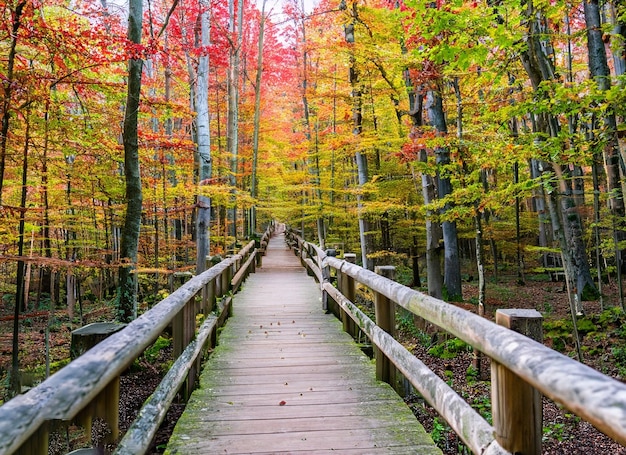 Photo belle allée en bois menant aux arbres colorés à couper le souffle dans une forêt générée par ai