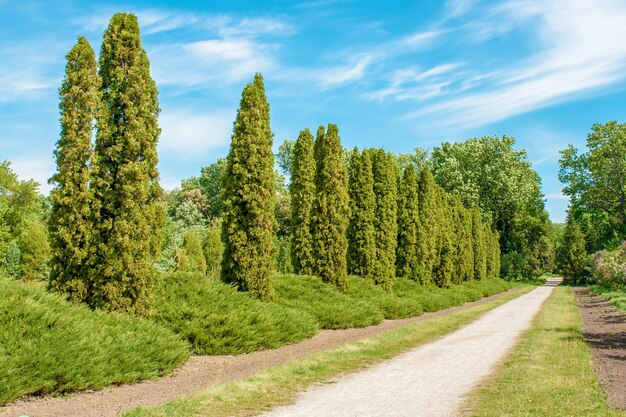 Belle allée d'été dans l'arboretum