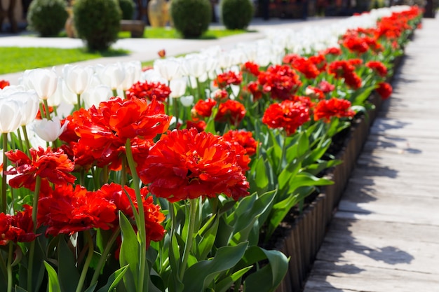 Belle allée de fleurs