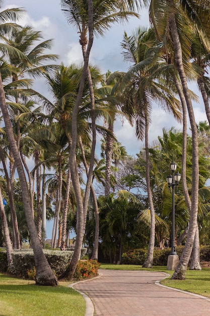 Photo belle allée de palmiers