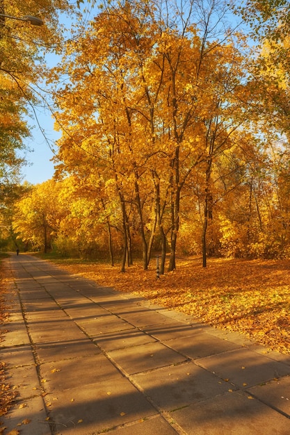 Belle allée romantique dans un parc aux arbres colorés et au soleil