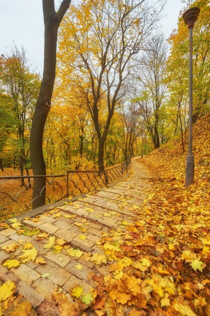 Belle allée romantique dans un parc aux arbres colorés et au soleil