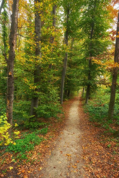 Belle allée romantique dans un parc aux arbres colorés et au soleil