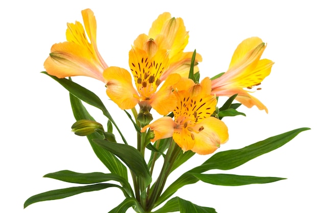 Belle alstroemeria orange