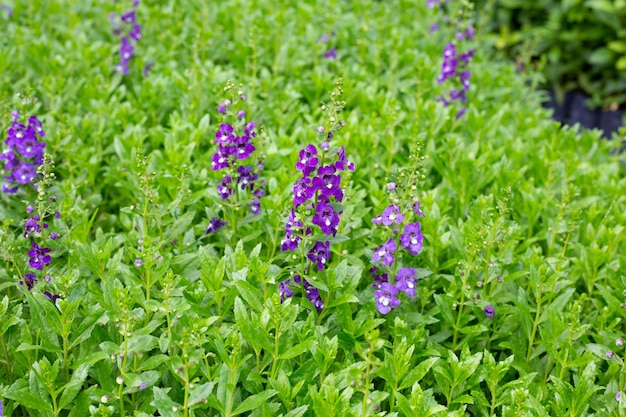 Belle angelonia goyazensis benth dans le parc