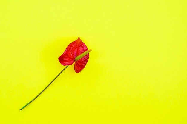 Belle anthurium rouge sur jaune