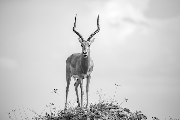 Belle antilope à grandes cornes est debout sur une colline