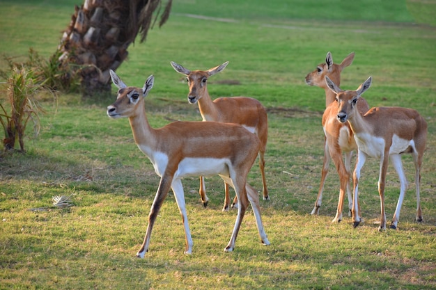 Une belle antilope noir