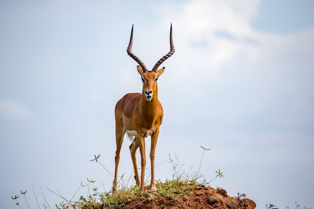 Une belle antilope se tient sur une colline