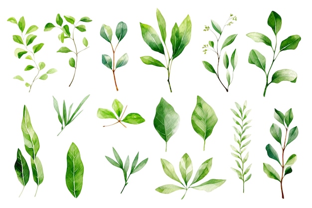 Une belle aquarelle botanique à l'arrière-plan de fleurs