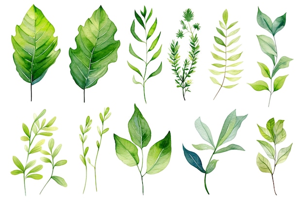 Une belle aquarelle botanique à l'arrière-plan de fleurs