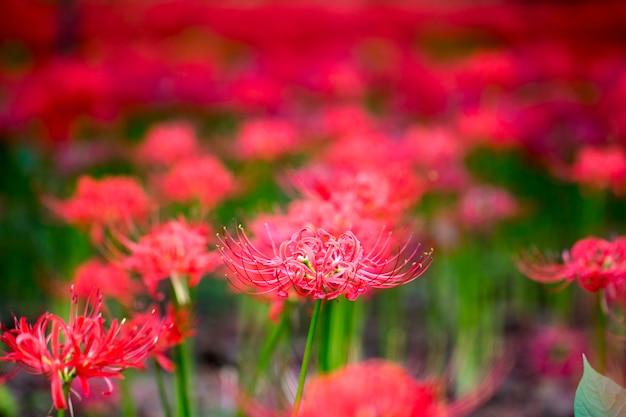 Belle araignée rouge Lily dans le domaine