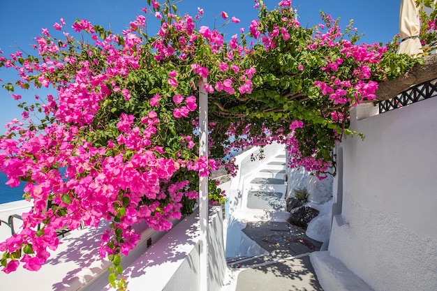 Belle architecture blanche sur l'île de Santorin Grèce Beau paysage d'été vue sur la mer