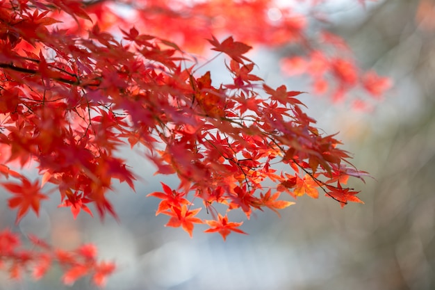 Belle d&#39;automne Feuilles colorées au Japon.