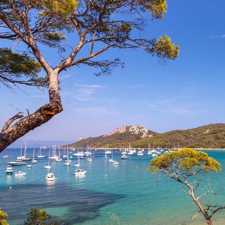 Photo belle baie avec yachts entourée de pins à porquerolles, france