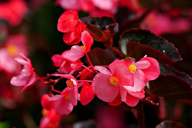 Une belle begonie de couleur fuchsia pousse dans le pot sur la terrasse