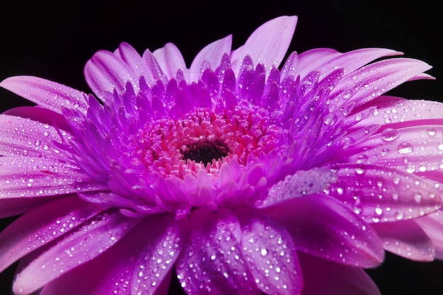 Belle et belle fleur de gerbera violet