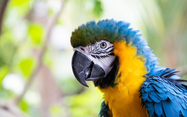 Belle BlueandYellow Macaw dans la forêt tropicale