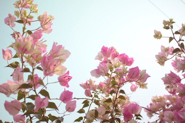 Photo belle bougainvillea fleur sur plante