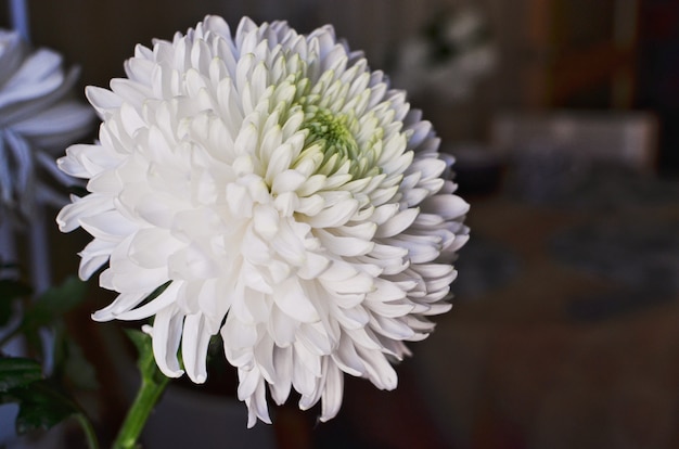 Belle boule de chrysanthème