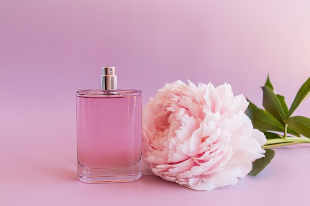 Belle bouteille de parfum féminin sur fond rose avec une fleur chic de modèle de vue de face de pivoine parfumée pour le parfum et l'eau de toilette