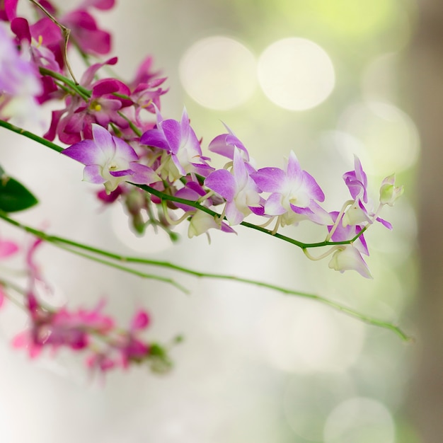 Belle branche d&#39;arbre de fleur d&#39;orchidée pourpre