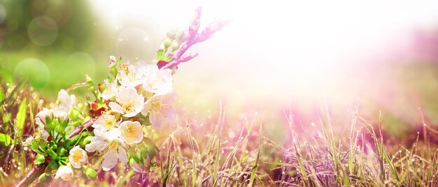 Belle branche d'arbre fleuri au printemps avec papillon