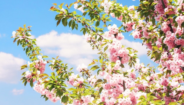 Belle branche d'arbre en fleurs au printemps