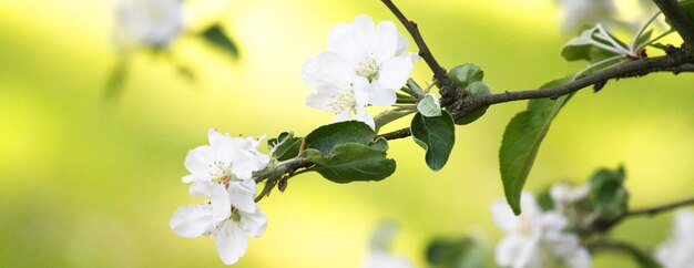 Belle branche d'arbre en fleurs au printemps