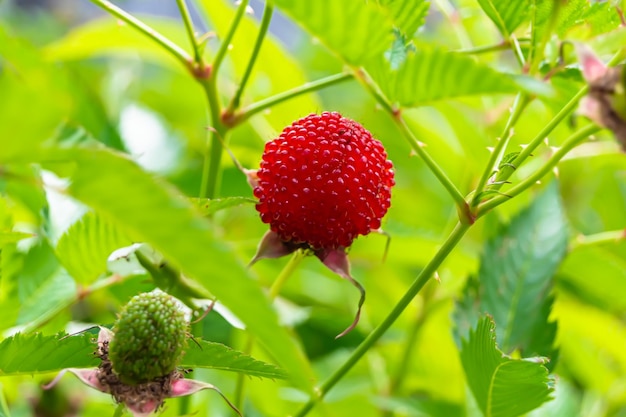 Belle branche de baies arbuste de fraise japonaise avec des feuilles naturelles photo composée de branche de fraise arbuste de framboise japonaises en plein air dans la campagne branche de framboises florales arbuste de fragile japonais dans le jardin