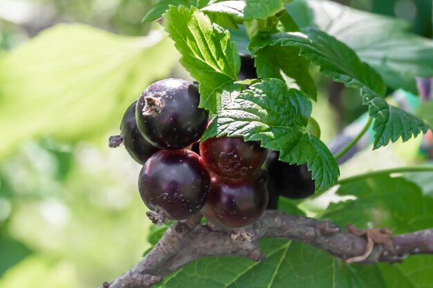 Belle branche de baies buisson de cassis avec des feuilles naturelles sous une photo de ciel propre composée d'une branche de baies buisson de cassis à l'extérieur dans une branche de baies florales rurales buisson de cassis dans le jardin