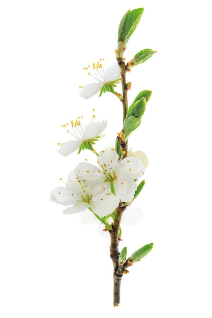 Belle branche de cerisier en fleurs isolée sur fond blanc en gros plan