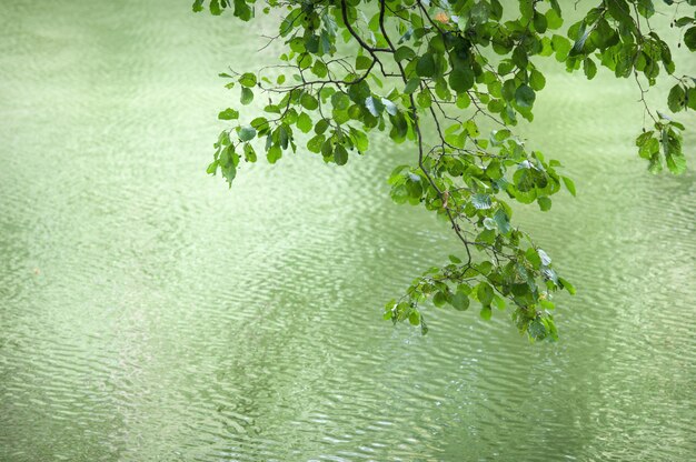 Belle branche avec des feuilles sur un fond d'eau