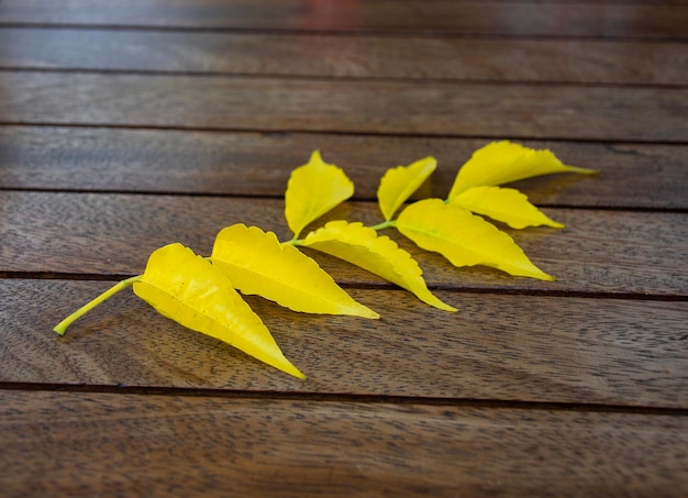 Photo belle branche avec des feuilles jaunes sur la table en bois à l'extérieur