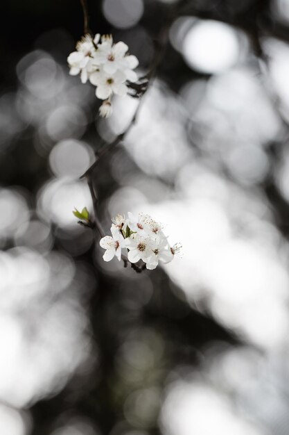 Belle branche fleurie sur fond blanc noir flou