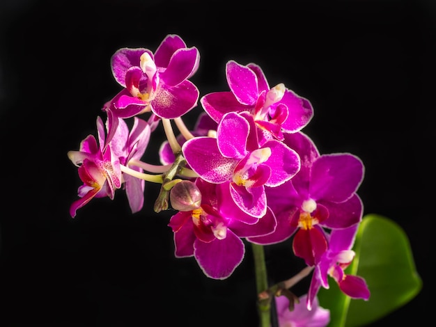 Belle branche fleurie de l'orchidée aromatique rose phalaenopsis sur un espace de copie de fond noir