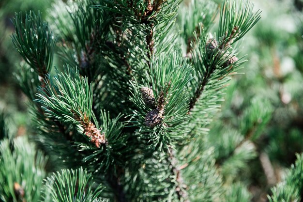 Belle branche fleurie avec des pommes de pin en forêt, fond d'été. Fleur magique de photographie sur fond flou