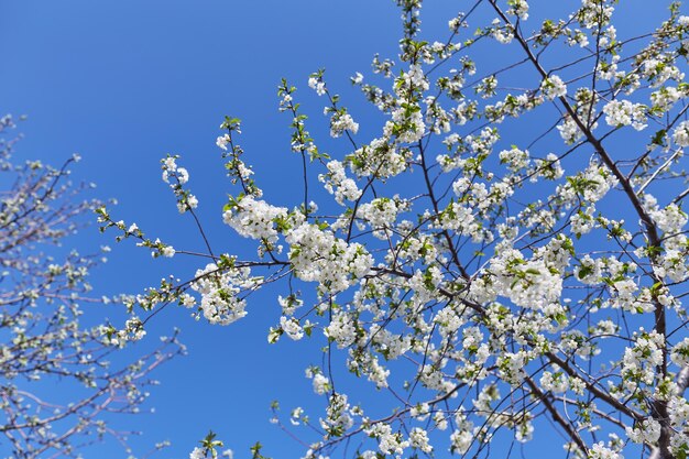 La belle branche fleurie