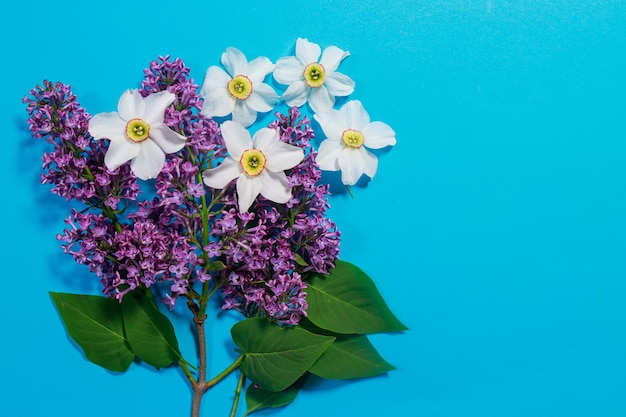 Belle branche de fleurs de lilas et de jonquille sur fond bleu pour une carte postale ou une vente de printemps. Place pour copier le texte de l'espace