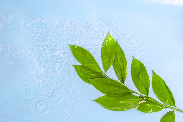 Belle Branche Fraîche Avec Des Feuilles Vertes Avec Des Gouttes D'eau Sur Fond Bleu.