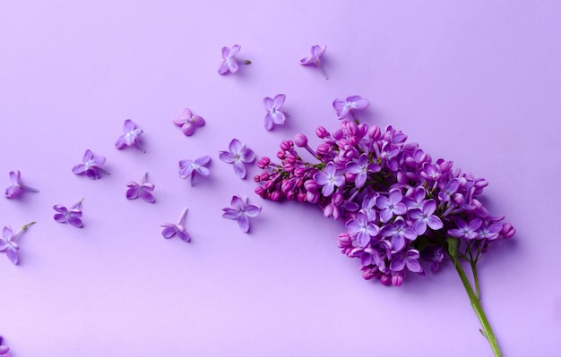 Belle branche lilas en fleurs sur un mur de même couleur. Composition florale minimaliste.