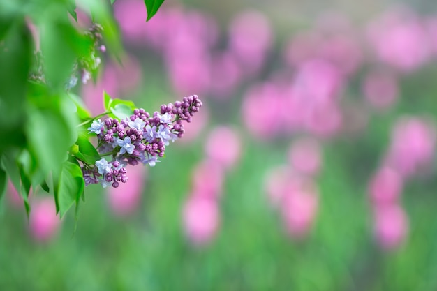 Une belle branche de lilas