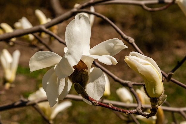 Belle branche de magnolia blanc