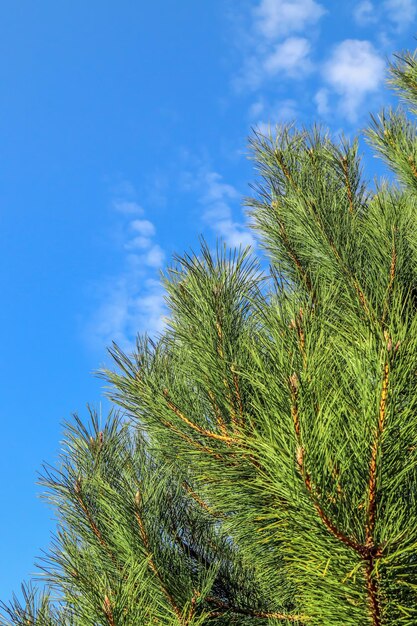 Belle branche de pin conifère libre contre le ciel